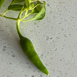 May include: A single green chili pepper with a stem and leaves attached, on a white speckled countertop.