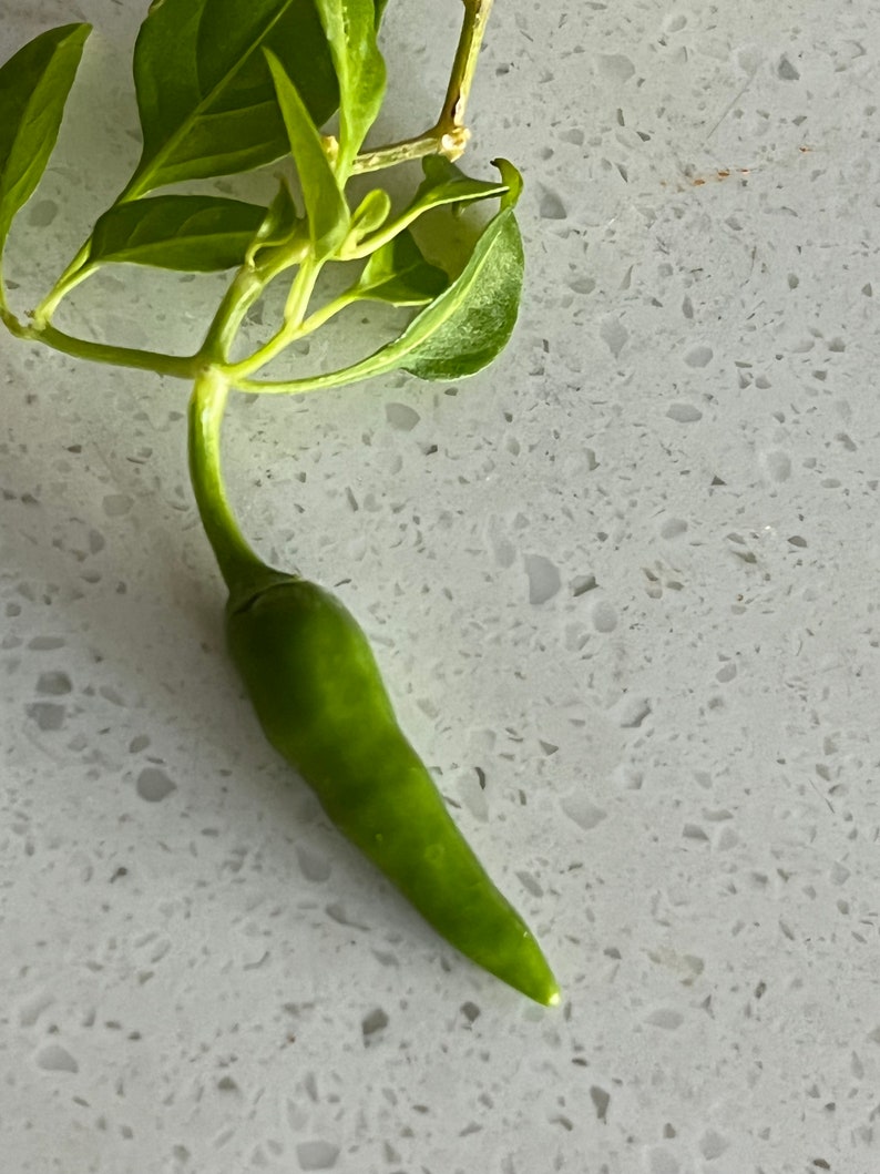 May include: A single green chili pepper with a stem and leaves attached, on a white speckled countertop.