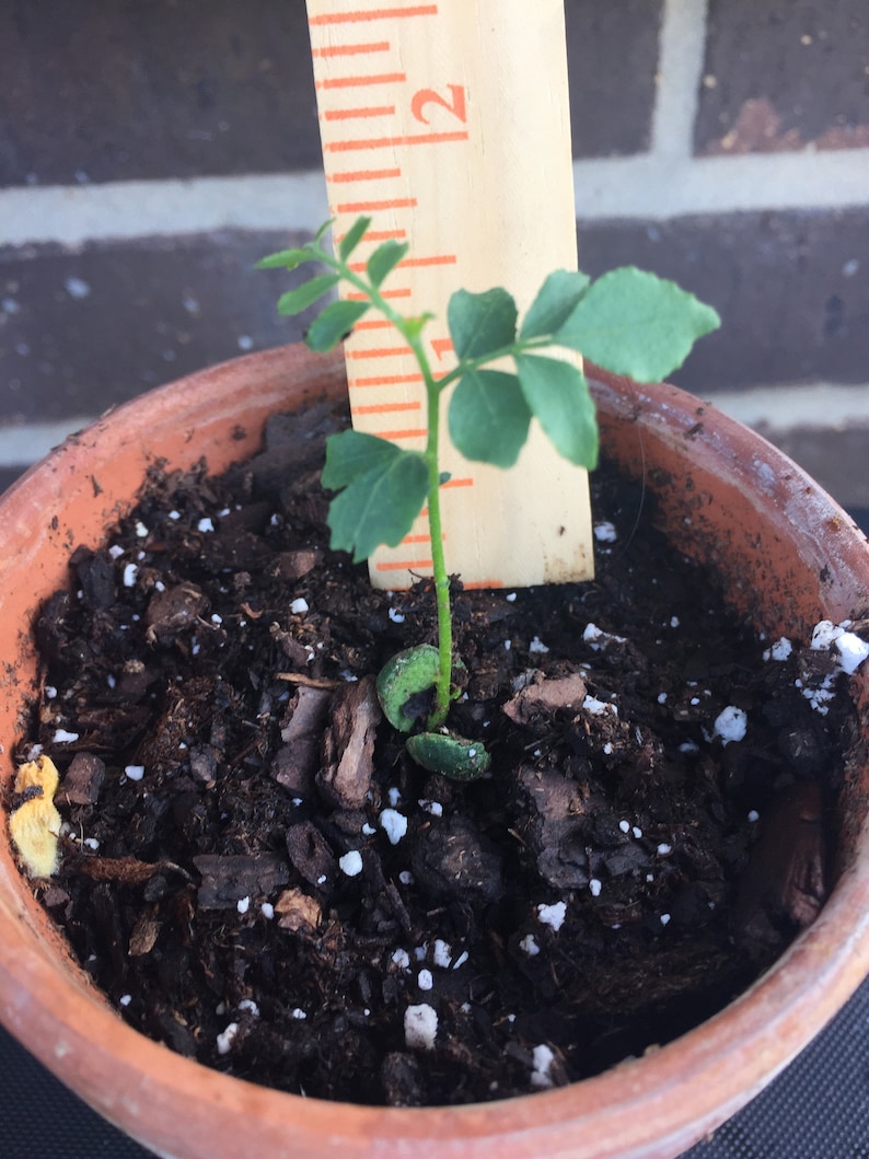 Starter Plant - 1 to 2 inches