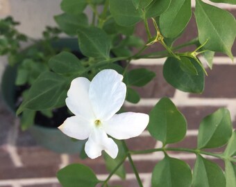 Poet's Jasmine Live Plant (Jasminum grandiflorum)- various options