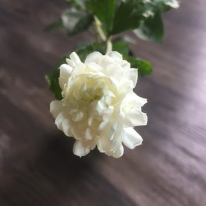 May include: A single white jasmine flower with multiple layers of petals, blooming on a green stem with leaves.