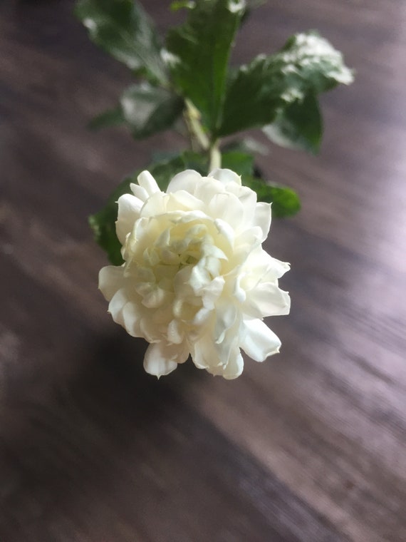 Grand Duke Supreme Jasmine - Live Plant(jasminum Sambac) - Etsy