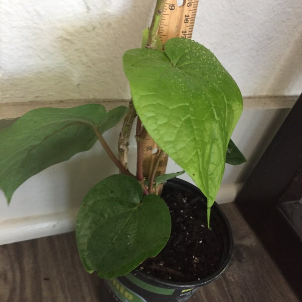 Betel Leaf Plant(Paan/Thamalapaku/Vettrilai/Vettila/Veeleyadelae/Punj/Kasar/Pana/Piper Betle)