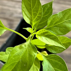 May include: A close-up of a small green pepper plant with several leaves. The plant is growing in a black pot.