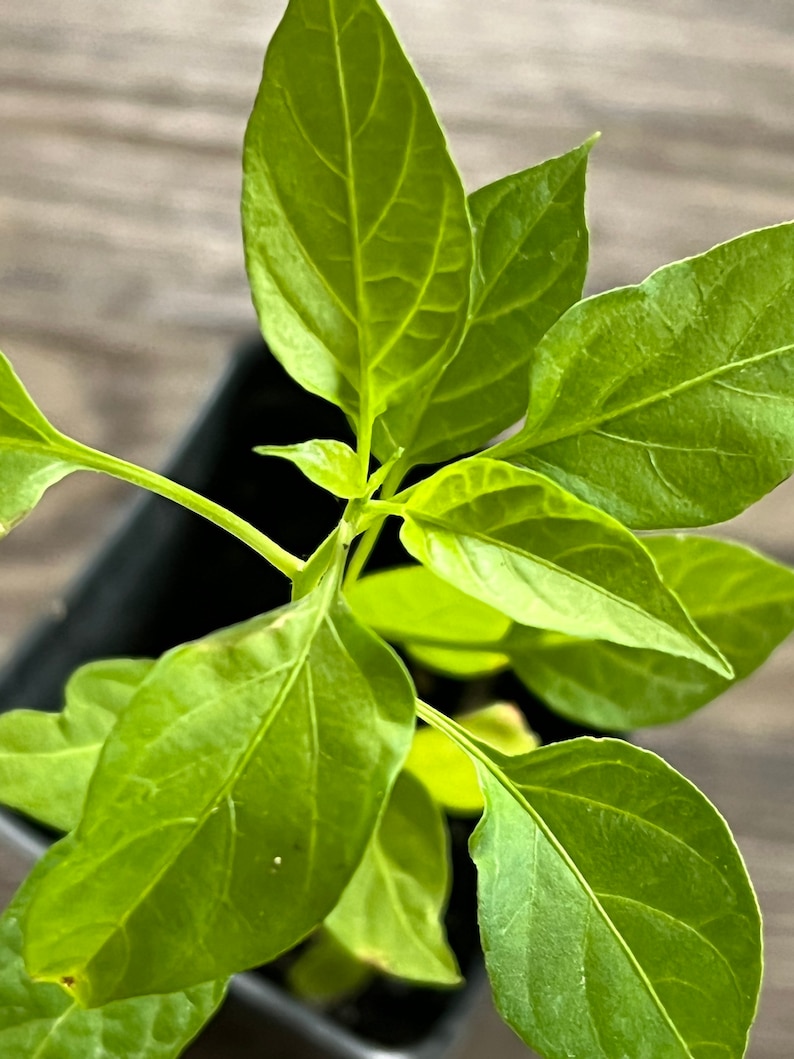 May include: A close-up of a small green pepper plant with several leaves. The plant is growing in a black pot.