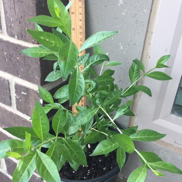 HENNA Live Plant (Mehandi/Gorintaku/Lawsonia inermis)