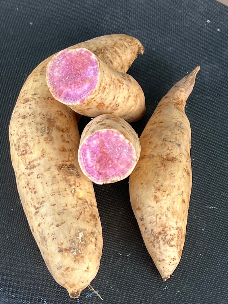 Purple Yam hawaii Purple Yam/okinawan Potato Various Options Etsy Canada