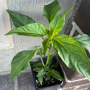 May include: A small green pepper plant growing in a black plastic pot. The plant has several large leaves and is in the early stages of growth.