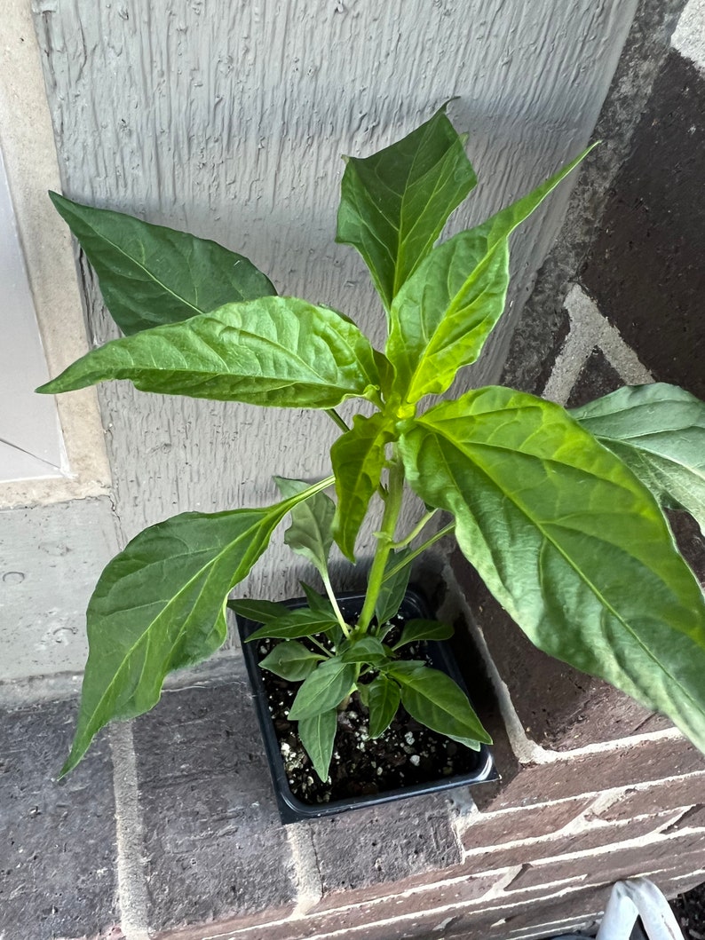 May include: A small green pepper plant growing in a black plastic pot. The plant has several large leaves and is in the early stages of growth.