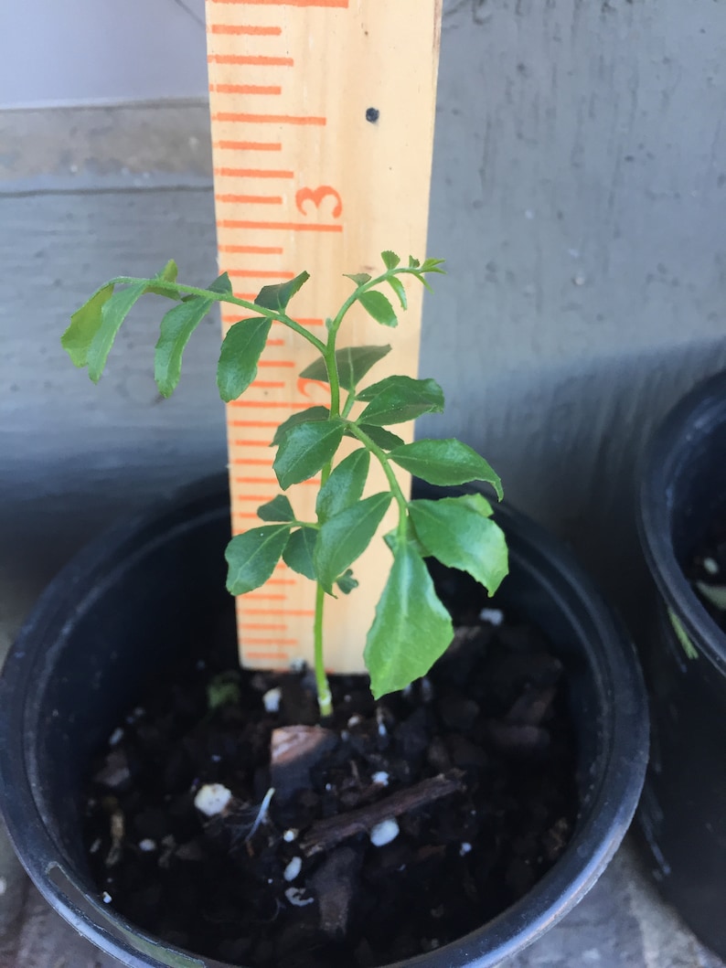 Starter Plant 2 to 3 inches