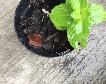 Indian Mint starter plants(Podina/Pudeena) 3+ inches each