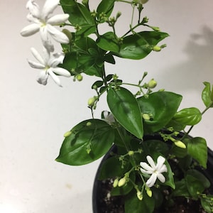 Pianta di gelsomino Jui Virajaji/Jaji/Jasmine/Jasminum auriculatum/Jui/Juhi Fioritura stagionale immagine 3