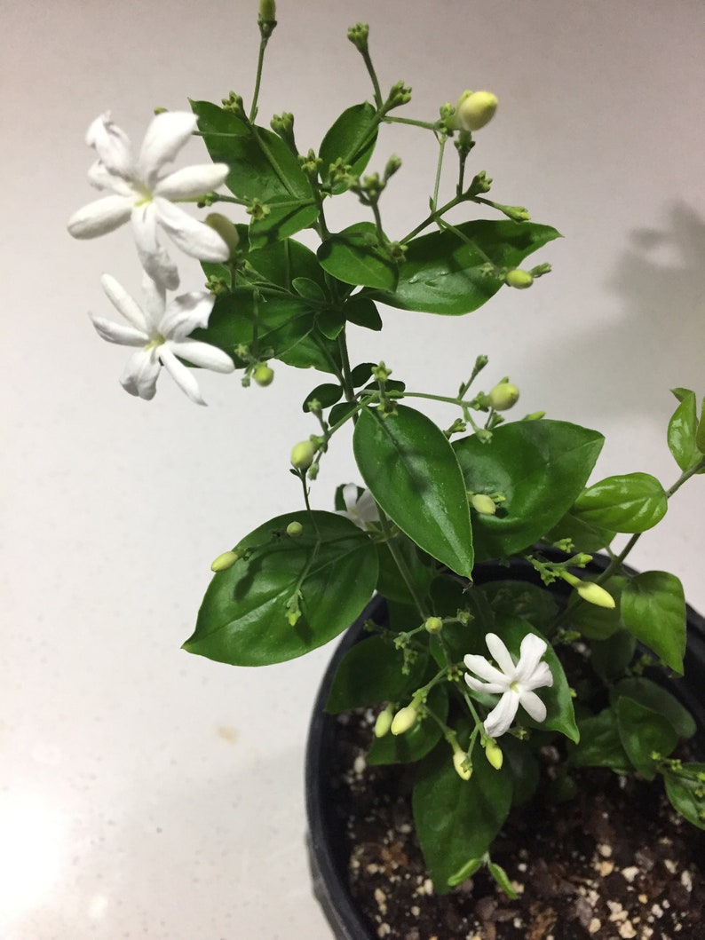 Jui Jasmine Plant (Virajaji/Jaji/Jasmine/Jasminum auriculatum/Jui/Juhi) - Seasonal Blooming image 3