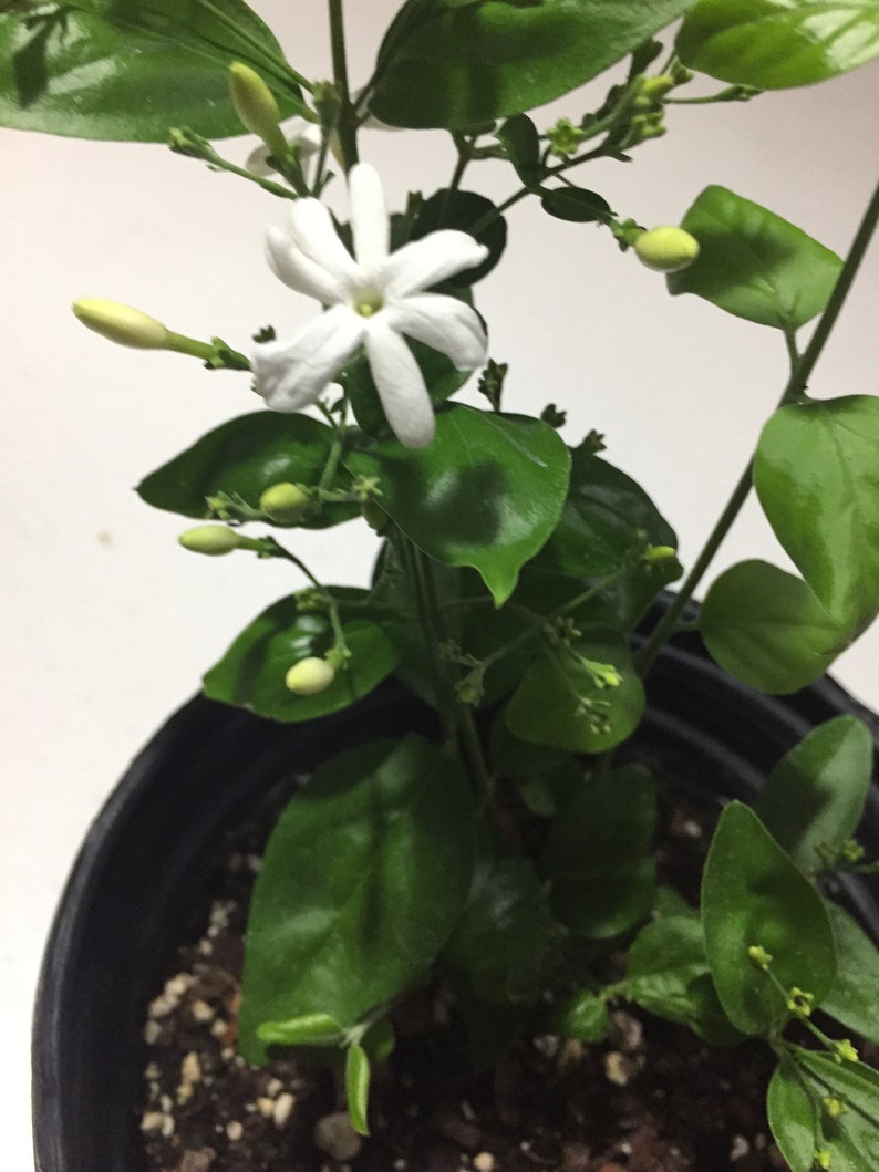 Jui Jasmine Plant (Virajaji/Jaji/Jasmine/Jasminum auriculatum/Jui/Juhi) - Seasonal Blooming image 6