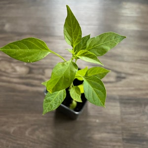 May include: A small green pepper plant growing in a black pot. The plant has several leaves and is in the early stages of growth.