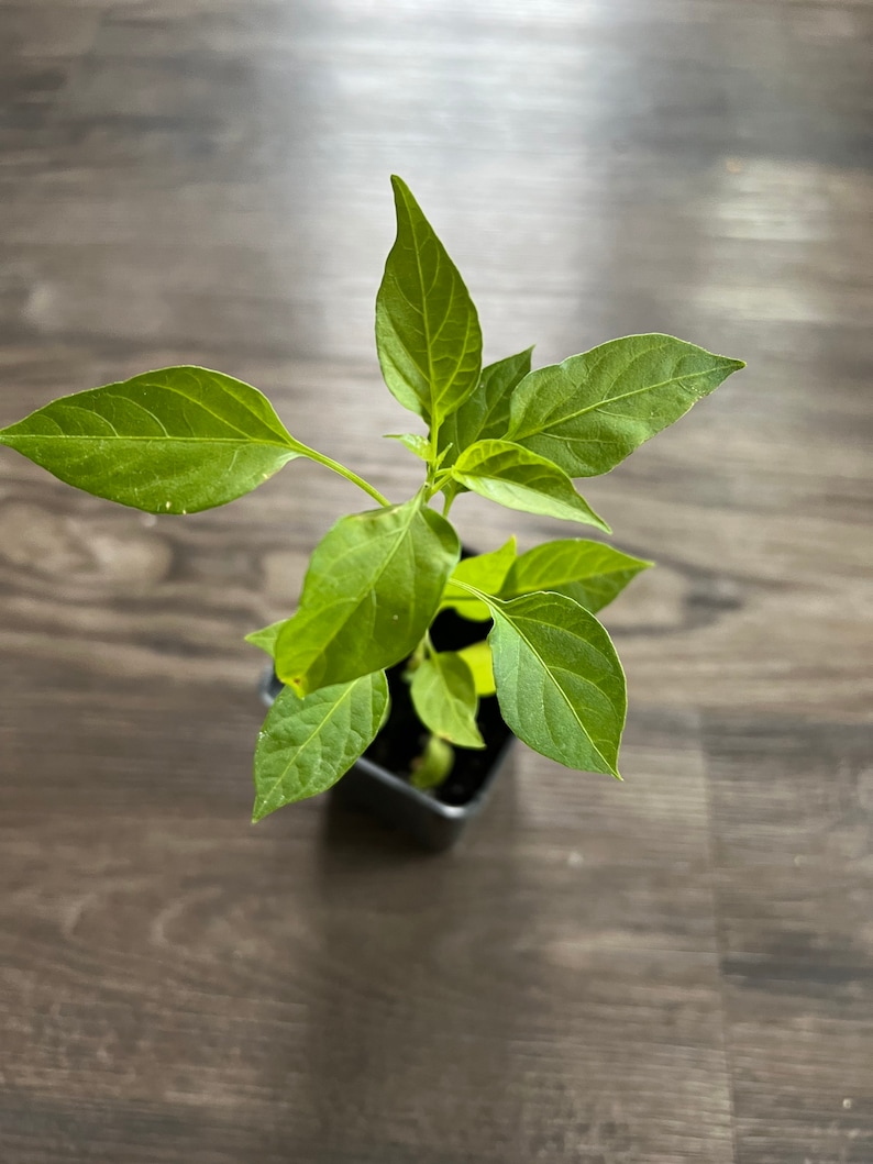 May include: A small green pepper plant growing in a black pot. The plant has several leaves and is in the early stages of growth.