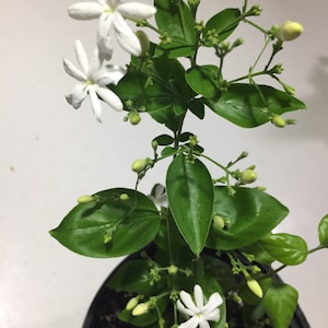 Jui Jasmine Plant Virajaji/Jaji/Jasmine/Jasminum auriculatum/Jui/Juhi Seasonal Blooming 1X 15'' with buds