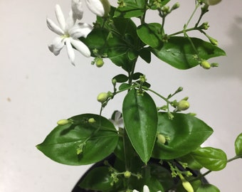 Jui Jasmine Plant (Virajaji/Jaji/Jasmine/Jasminum auriculatum/Jui/Juhi) - Seasonal Blooming