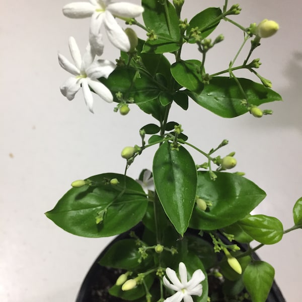 Plants Live Jasmine Plant Etsy