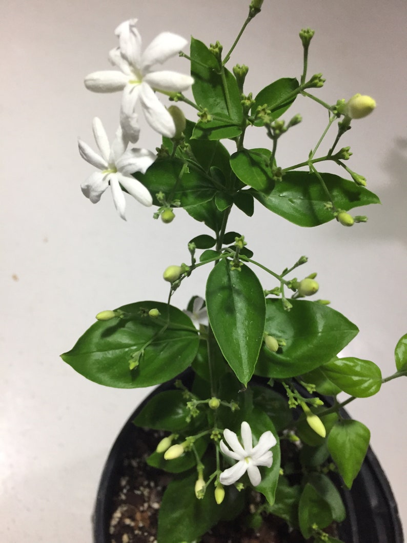 Jui Jasmine Plant (Virajaji/Jaji/Jasmine/Jasminum auriculatum/Jui/Juhi) - Seasonal Blooming 1X 15'' with buds