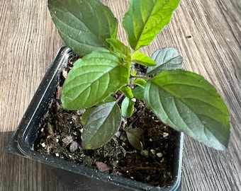 Indian Krishna Tulasi Plant/Holy Basil(Ocimum tenuiflorum) - NON GMO/No Pesticides (Not your basic basil)