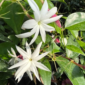 Angel Wing Jasmine plant - Very Fragrant flowers with red stripes on flowers.