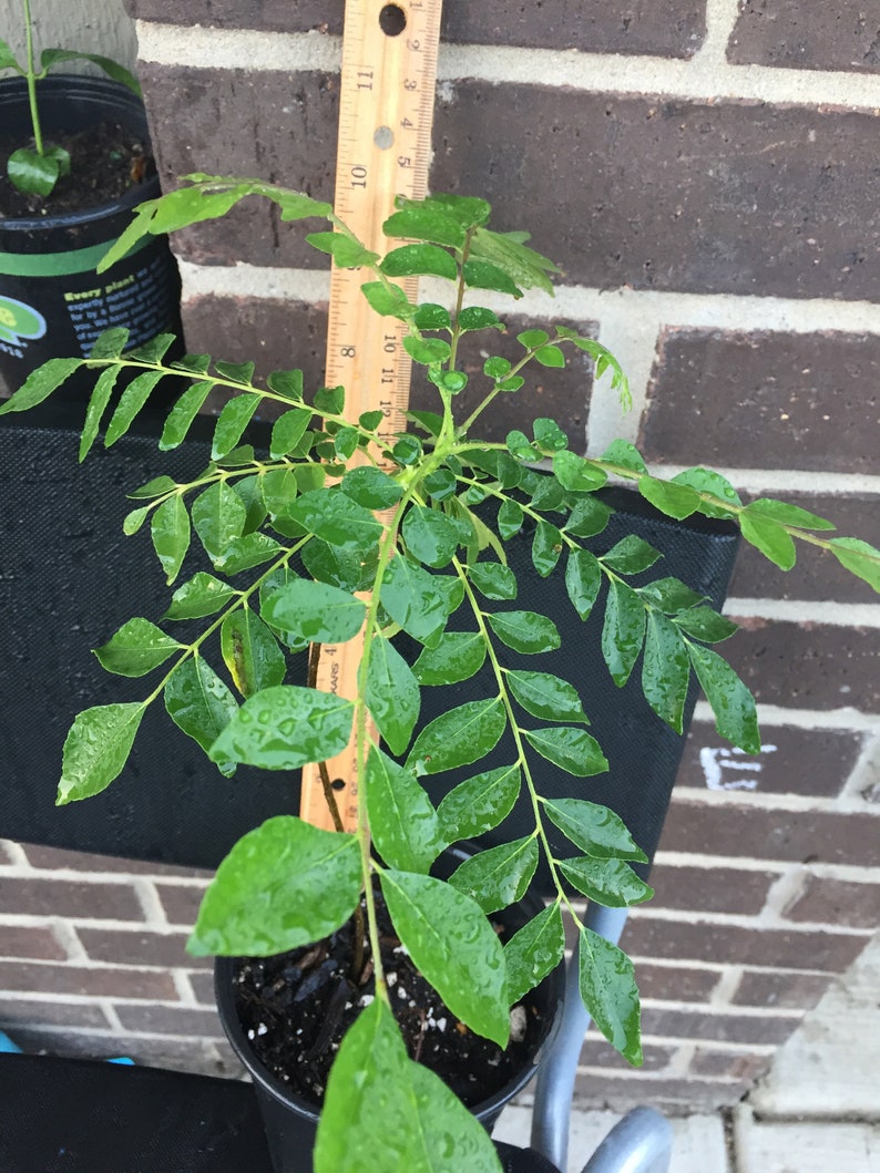 1 year old 8 to 10 inches