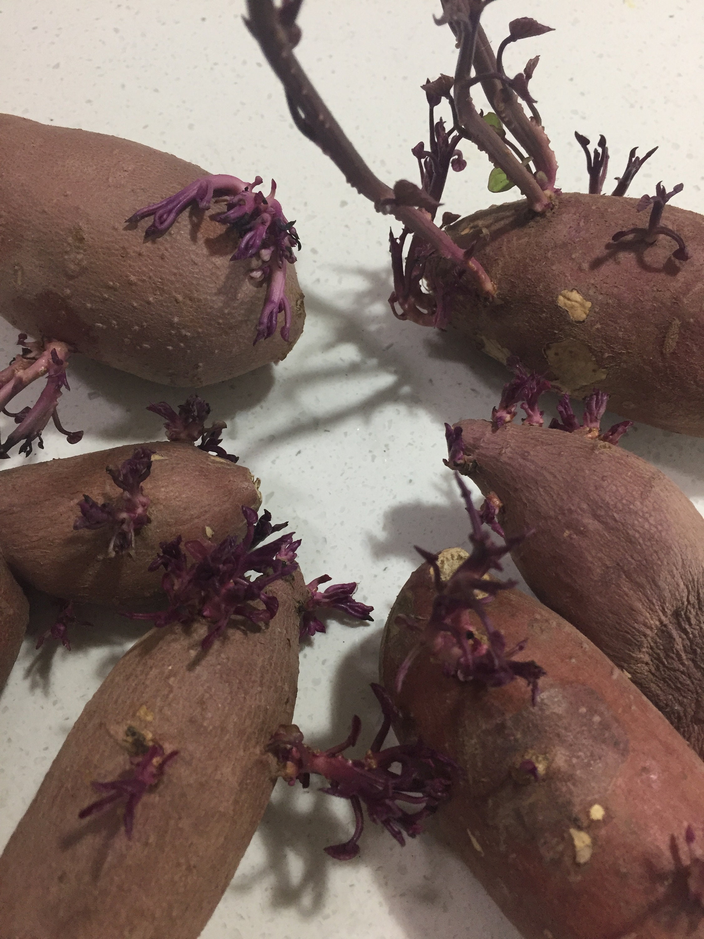 Sweet Potato japanese Yam/korean Yam /sihi Etsy