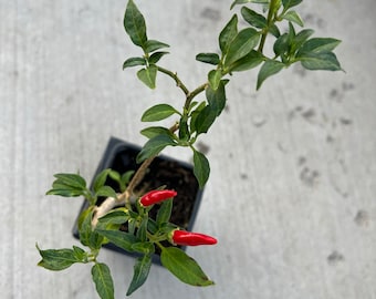 Thai Peppers various options (Spicy Peppers)