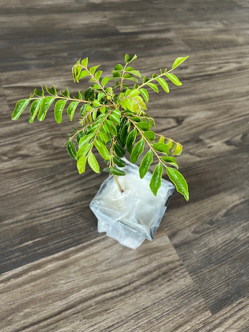 8 inches with pot - 1 year old