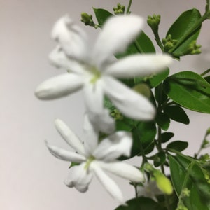 Pianta di gelsomino Jui Virajaji/Jaji/Jasmine/Jasminum auriculatum/Jui/Juhi Fioritura stagionale immagine 7