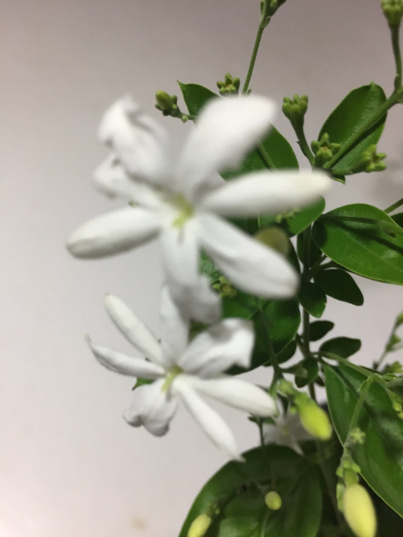 Jui Jasmine Plant Virajaji/Jaji/Jasmine/Jasminum auriculatum/Jui/Juhi Seasonal Blooming image 7