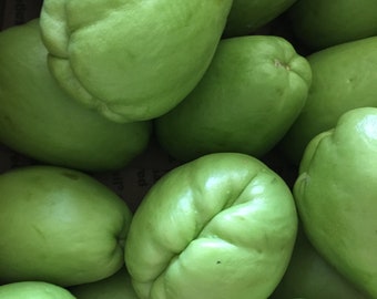 Calabaza chayote(pera vegetal/Chow-Chow/Seeme Badinekai/Seema Vankaya/mirliton/güisquil/pimpinela/choko) - opciones