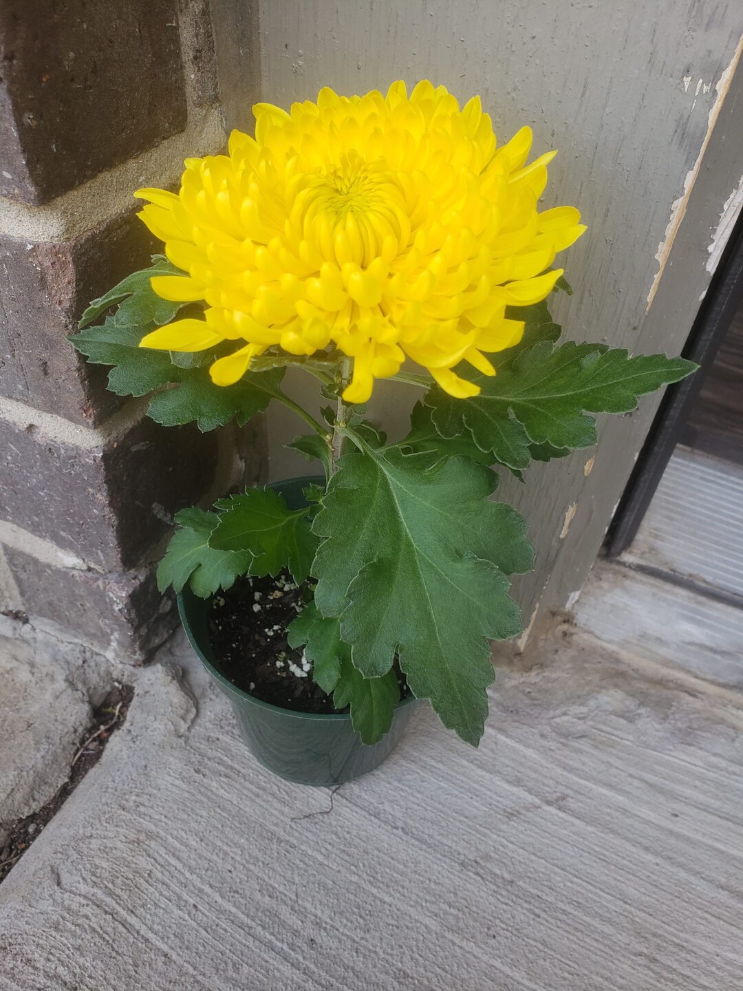 CHRYSANTHEMUM Live Plant Etsy