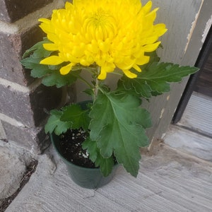 CHRYSANTHEMUM Live Plant