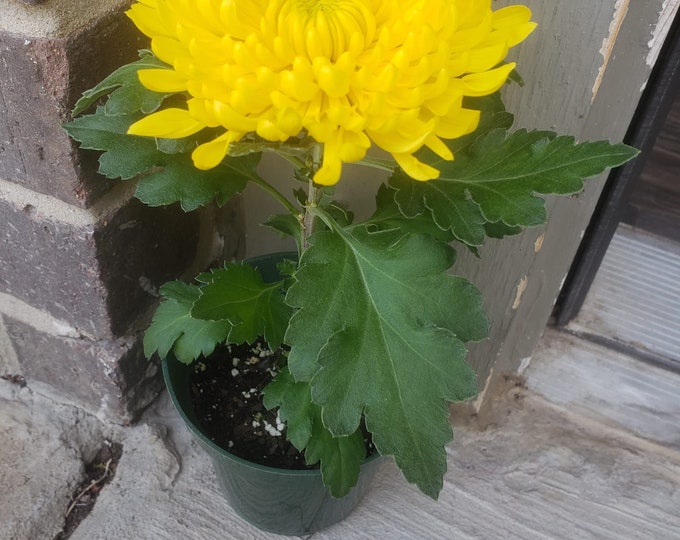 CHRYSANTHEMUM Live Plant Etsy