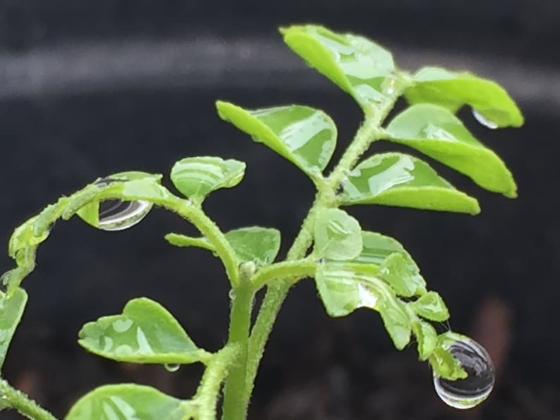 May include: A close-up of a green plant with water droplets on the leaves. The plant is in focus, and the background is blurred.