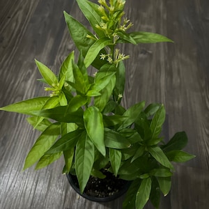Night Blooming Jasmine Plant (20&#39;&#39; Pot)