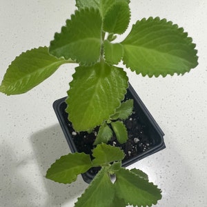 Indian Borage(Ajwain/Cuban Oregano / Coleus amboinicus/Kapparella/Asamtavoman) - Various Options