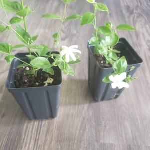 Jui Jasmine Plant Virajaji/Jaji/Jasmine/Jasminum auriculatum/Jui/Juhi Seasonal Blooming image 9