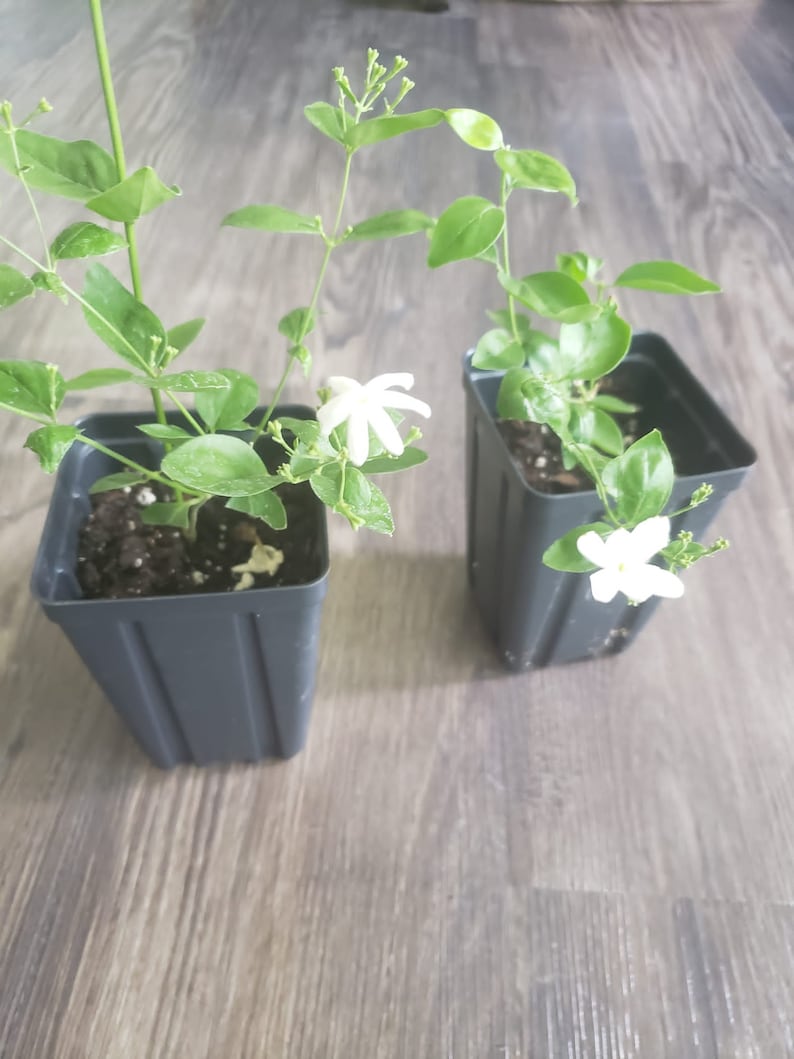 Jui Jasmine Plant (Virajaji/Jaji/Jasmine/Jasminum auriculatum/Jui/Juhi) - Seasonal Blooming image 8