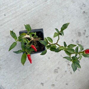 May include: A small potted chili pepper plant with three red chili peppers growing on it. The plant is in a black pot and is sitting on a gray concrete surface.