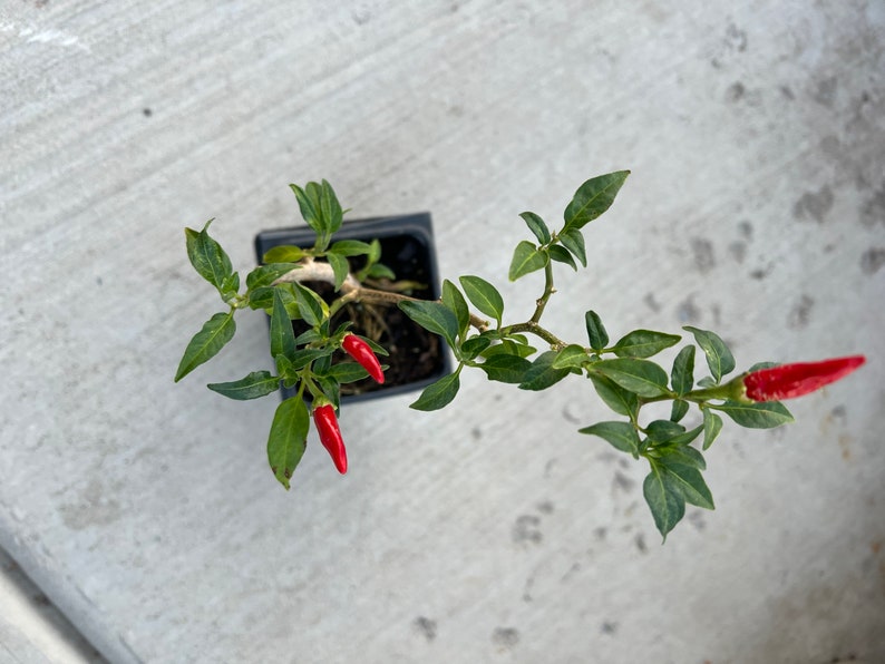 May include: A small potted chili pepper plant with three red chili peppers growing on it. The plant is in a black pot and is sitting on a gray concrete surface.