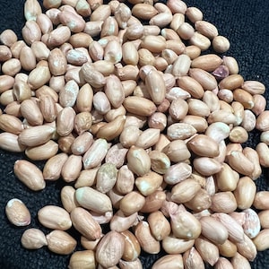 Raw Indian Groundnuts: Small Variety Peanuts