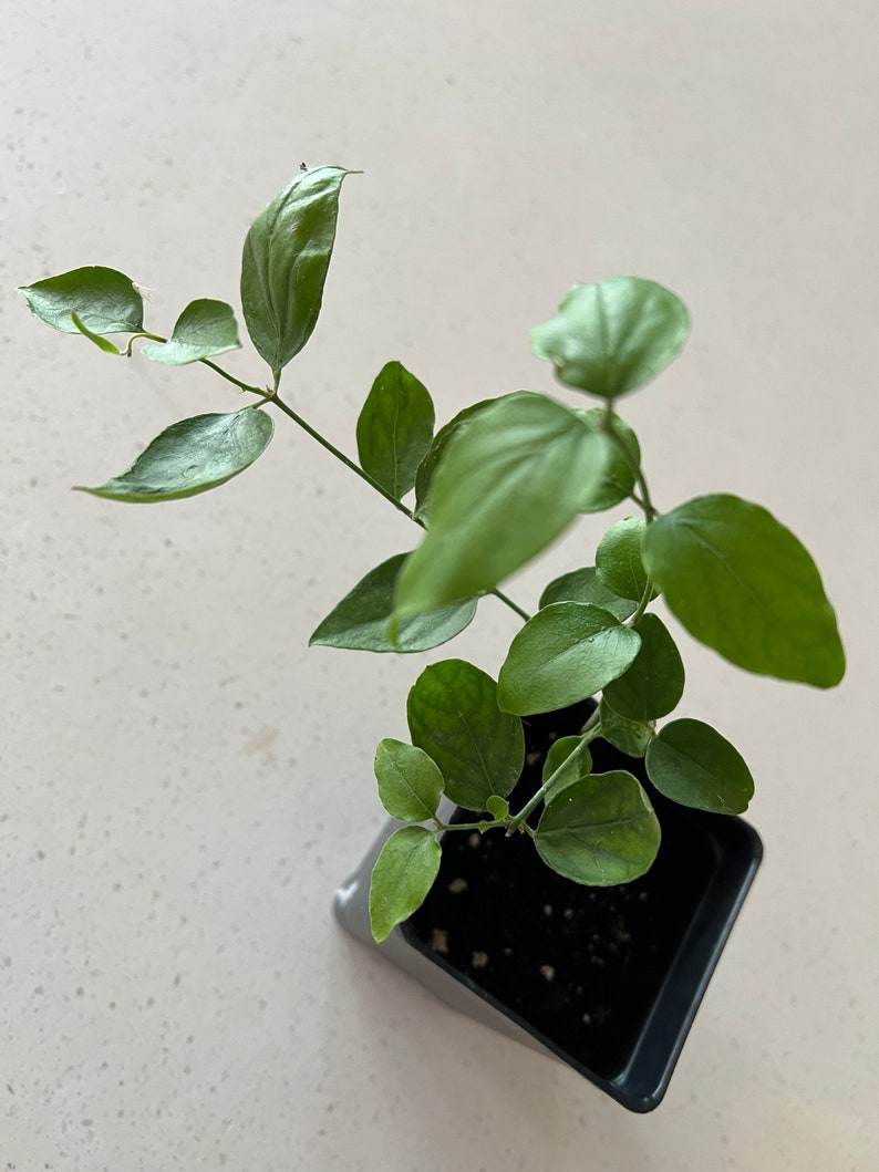 Jui Jasmine Plant (Virajaji/Jaji/Jasmine/Jasminum auriculatum/Jui/Juhi) - Seasonal Blooming 1X 5''