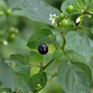 Sunberry (sukkuti keerai/black night shade/Manathakkali/Wonder Cherry/blackberry nightshade/Solanum nigrum) live plant