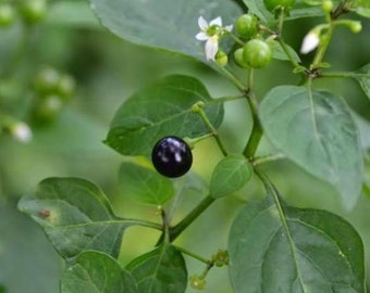 Sunberry (sukkuti keerai/black night shade/Manathakkali/Wonder Cherry/blackberry nightshade/Solanum nigrum) live plant