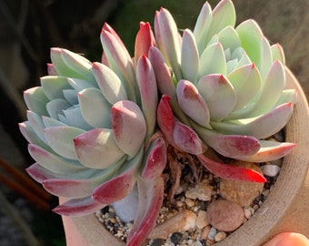 Dudleya Farinosa flame red middle coast form seedlings - Alice’s pick for you