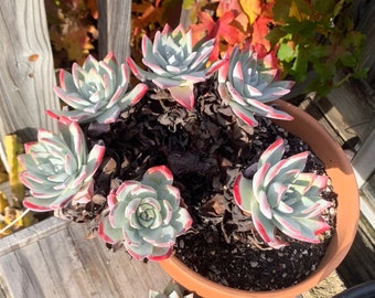 seeds! Dudleya Farinosa North Coast Form 30 seeds