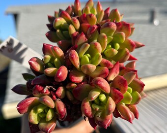 Exact plant sell 4”Dudleya Farinosa Middle Coast Form green form flame red 10 head cluster FM-6G